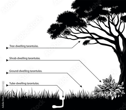 Tarantulas Lifestyles and Species Presentation, Description graphic. Spiders lifestyles, such as arboreal species, ground-dwelling species, bush-dwelling species, and species that live underground.