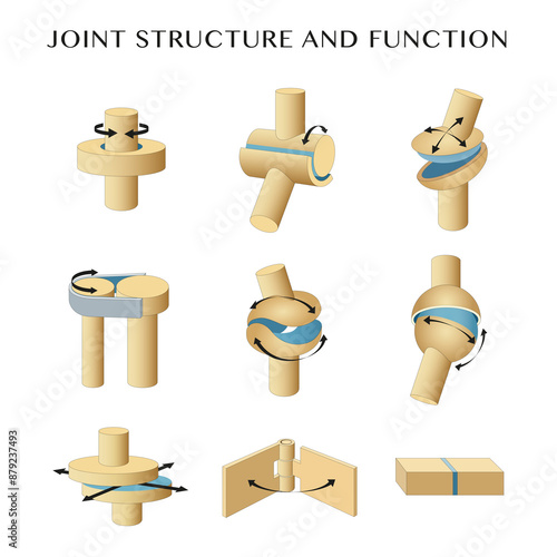 Structure and function of a bone joint