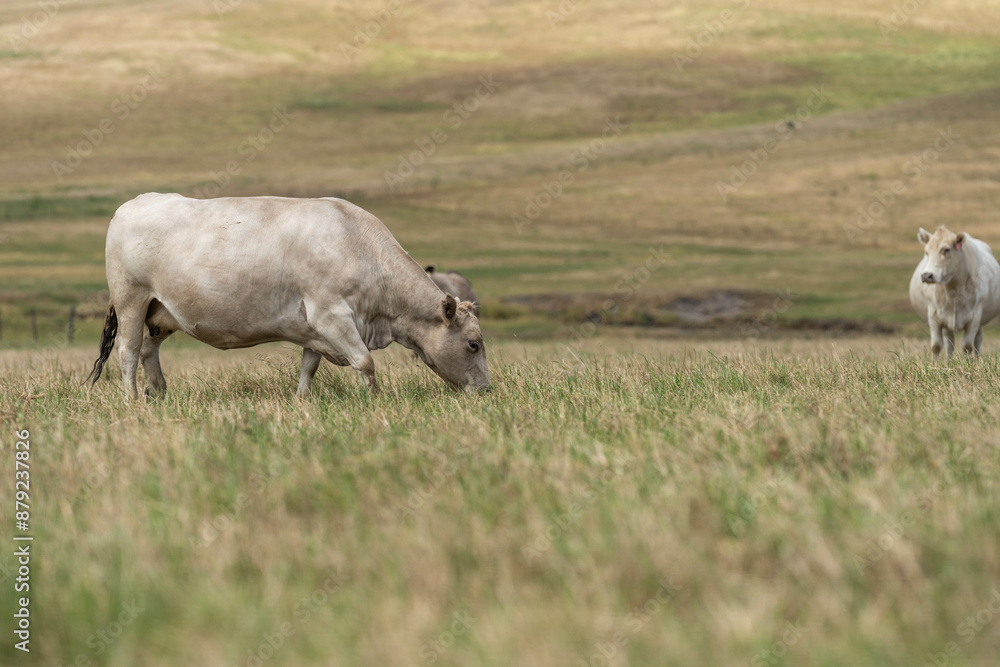 Australian wagyu cows grazing in a field on pasture. close up of a black angus cow eating grass in a paddock in springtime in australia and new zealand Australian wagyu cows grazing in a field on pasture. close up of a black angus cow eating grass in a paddock in springtime in australia and new zealand