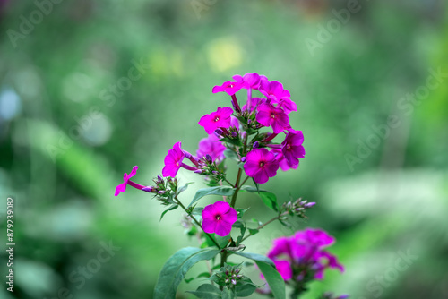 Obraz na płótnie Phlox paniculata on a flower bed in the park in close-up. A flowering plant on a background of green grass in a summer meadow w salonie