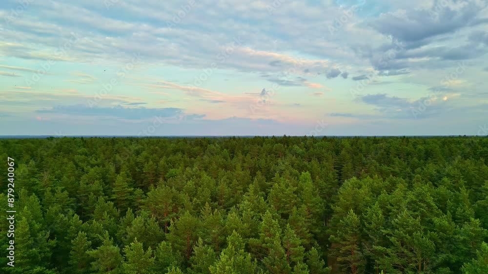 Aerial view of a lush pine forest with treetops reaching toward a colorful sunset sky. Aerial view of a lush pine forest with treetops reaching toward a colorful sunset sky.