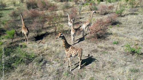 Giraffes At Pilanesberg National Park In North West South Africa. African Animals Landscape. Pilanesberg National Park. Pilanesberg National Park At North West South Africa. Big Five Animals.