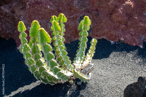 Cactus in the Cactus Garden, Lanzarote, Spain photo