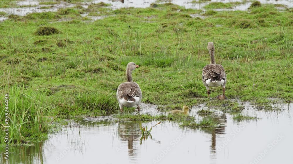 Greylag geese birds wading in shallow wetland pool water and grass. Greylag geese birds wading in shallow wetland pool water and grass.