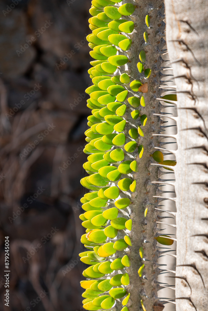 Cactus in the Cactus Garden, Lanzarote, Spain Cactus in the Cactus Garden, Lanzarote, Spain