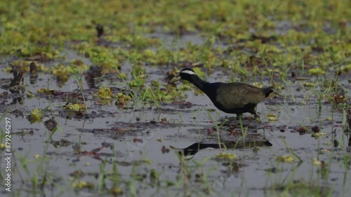 The bronze-winged jacana (Metopidius indicus) is a wader in the family Jacanidae. photo