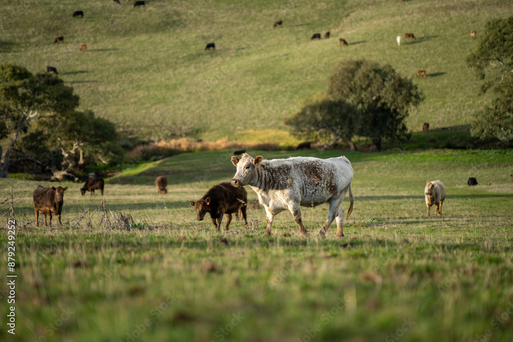 Australian wagyu cows grazing in a field on pasture. close up of a black angus cow eating grass in a paddock in springtime in australia and new zealand Australian wagyu cows grazing in a field on pasture. close up of a black angus cow eating grass in a paddock in springtime in australia and new zealand