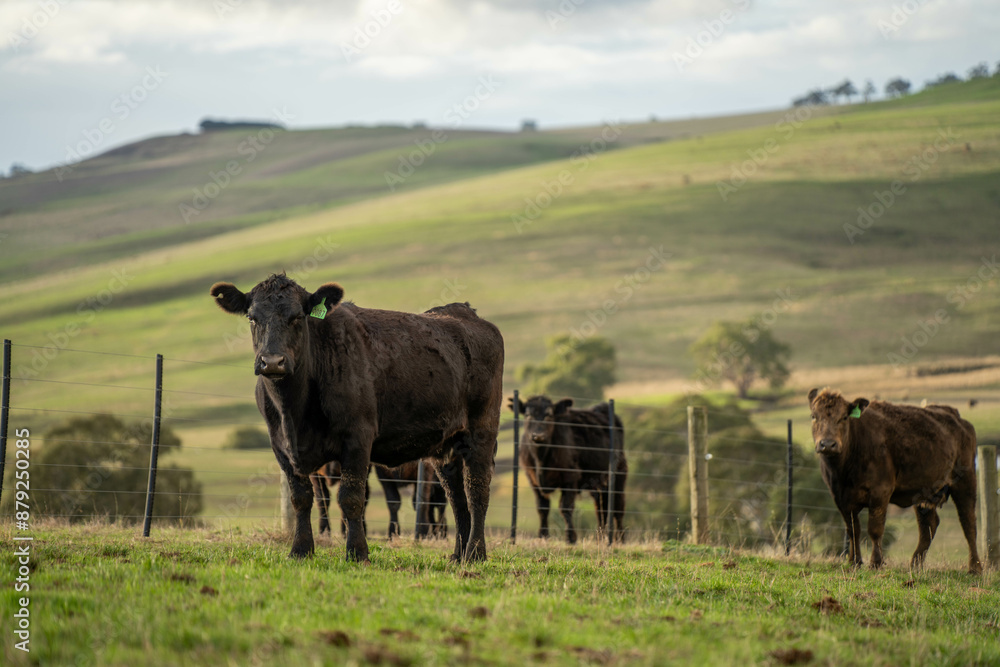 Beef cows and calves grazing on grass on a beef cattle farm in Australia. breeds include murray grey, angus and wagyu. sustainable agriculture practice storing carbon in australia Beef cows and calves grazing on grass on a beef cattle farm in Australia. breeds include murray grey, angus and wagyu. sustainable agriculture practice storing carbon in australia