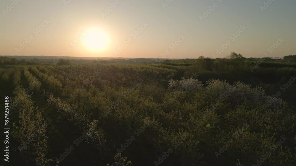 Sunrise aerial flight over apple orchard in Northern Poland