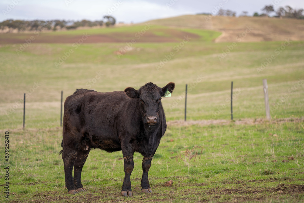 Beef cows and calves grazing on grass in a free range field, in Australia. eating hay and silage. breeds include murray grey, angus and wagyu Beef cows and calves grazing on grass in a free range field, in Australia. eating hay and silage. breeds include murray grey, angus and wagyu