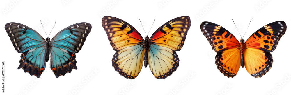 Butterfly Wings Trio: Hyper Realistic and Vibrantly Patterned cut out dicut PNG on transparent Butterfly Wings Trio: Hyper Realistic and Vibrantly Patterned cut out dicut PNG on transparent