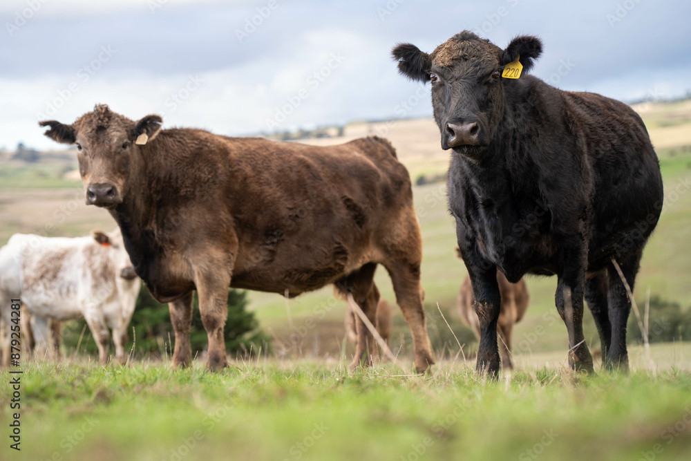 Sustainable Livestock Farming in Australia: Regenerative Practices for Cattle Grazing in Drought Resilient Pastures