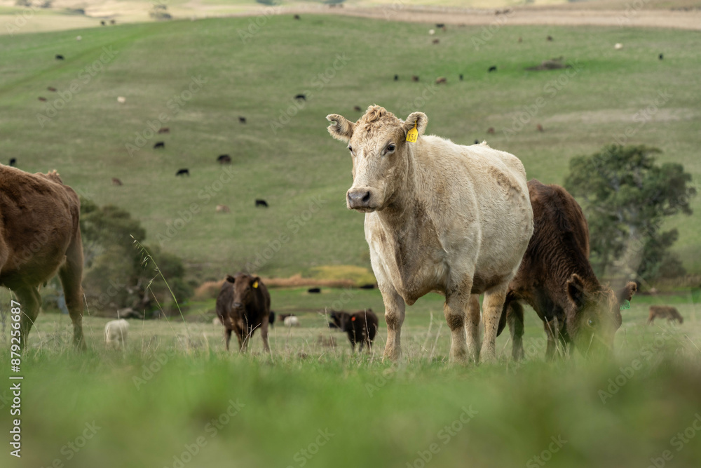 beautiful cattle in Australia eating grass, grazing on pasture. Herd of cows free range beef being regenerative raised on an agricultural farm. Sustainable farming in australia beautiful cattle in Australia eating grass, grazing on pasture. Herd of cows free range beef being regenerative raised on an agricultural farm. Sustainable farming in australia