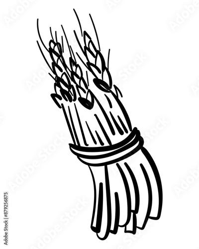 Outline sheaf of spikelets in doodle style, hand drawn bunch of grain plant for design