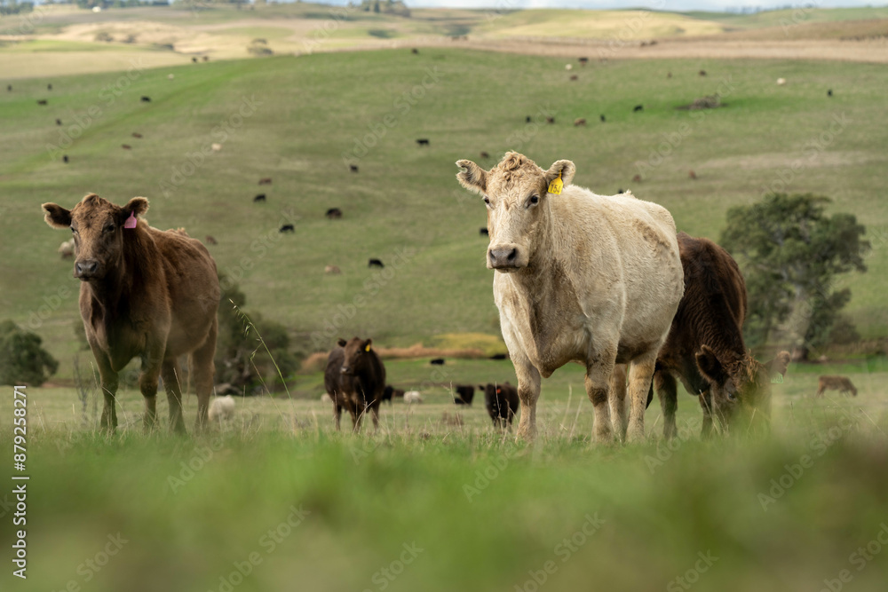 Stud Beef bulls and cows grazing on grass in a field, in Australia. breeds include speckle park, murray grey, angus, brangus and wagyu. beautiful farming landscape Stud Beef bulls and cows grazing on grass in a field, in Australia. breeds include speckle park, murray grey, angus, brangus and wagyu. beautiful farming landscape
