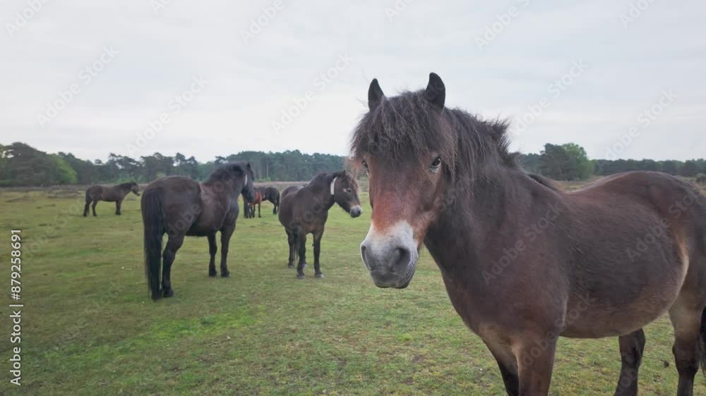 Curios wild ponies stand and stare Knettishall heath nature reserve Curios wild ponies stand and stare Knettishall heath nature reserve
