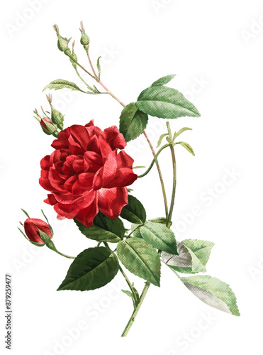 red rose isolated on white background