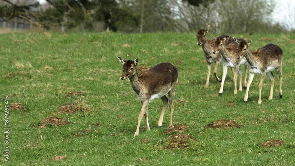 Fallow deer (Dama dama) female deer herd passing by, sunny spring day, wildlife concept, medium handheld slow motion shot Fallow deer (Dama dama) female deer herd passing by, sunny spring day, wildlife concept, medium handheld slow motion shot