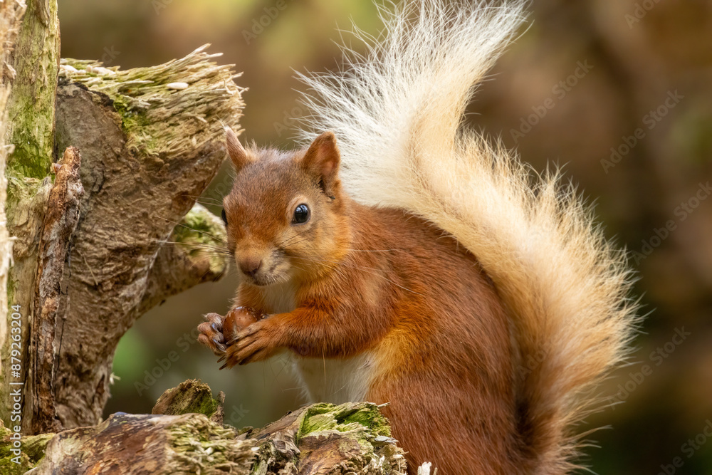 Red squirrel in the forest eating a nut Red squirrel in the forest eating a nut