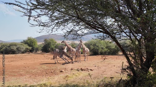 Wild Giraffes At Rustenburg In North West South Africa. African Animals Landscape. Pilanesberg National Park. Rustenburg At North West South Africa. Big Five Animals. Wildlife Safari.