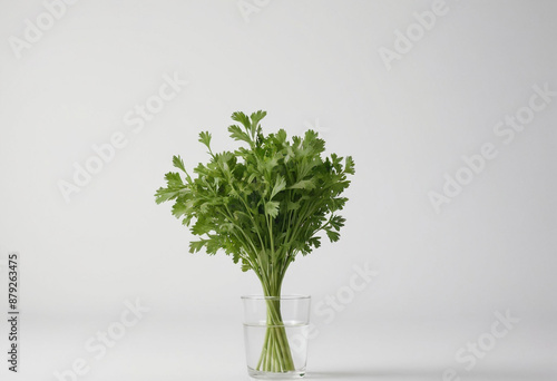 Coriander, minimalist shot, food photography, clean simple background, advertising shot, volumetric light, white background