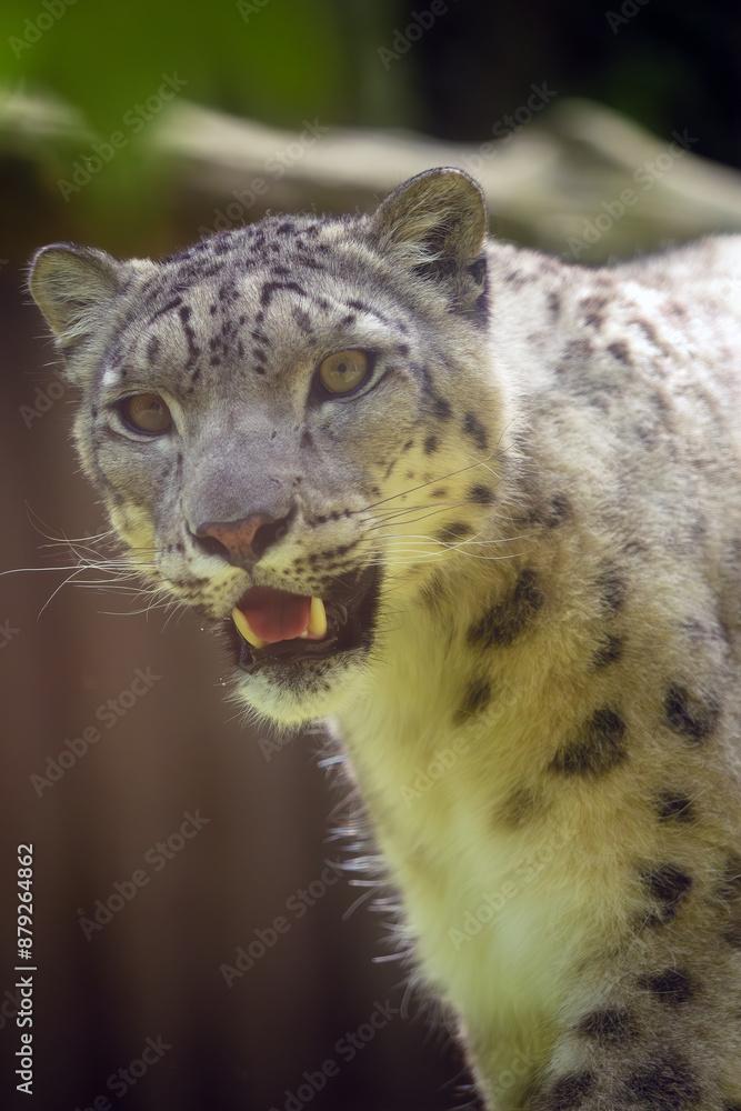 Obraz premium The snow leopard (Panthera uncia), occasionally called ounce, portrait of an adult female