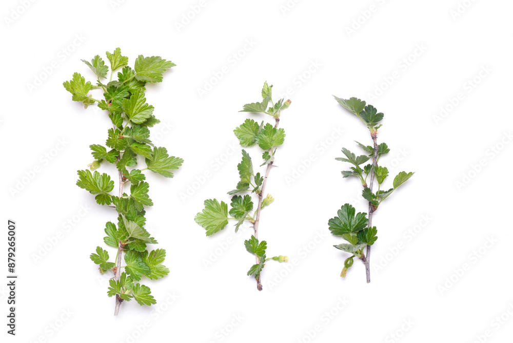 Briar, rose hip, dog rose tree branch with green leaves isolated on the white background. Top view. Briar, rose hip, dog rose tree branch with green leaves isolated on the white background. Top view.