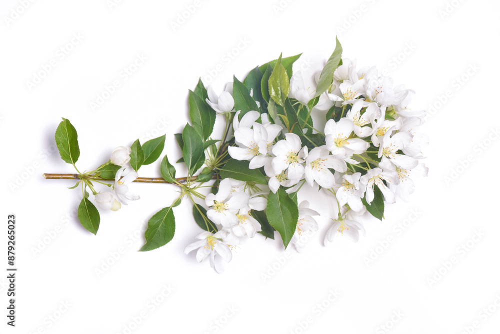 Wild apple tree branch with blooming flowers isolated on the white background. Top view. Wild apple tree branch with blooming flowers isolated on the white background. Top view.