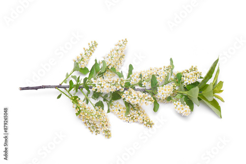 Bird cherry stems with blooming flowers isolated on the white background. Top view. photo