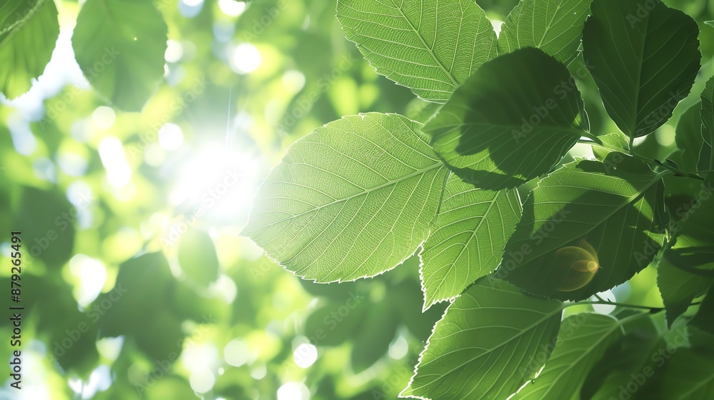 A close-up of sun shining through green leaves. A close-up of sun shining through green leaves.