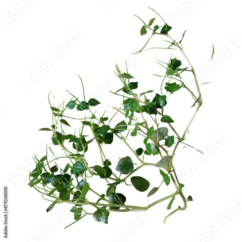 Peperomia pellucida or Ketumpangan air an Indonesian wild plant Isolated On white Background photo