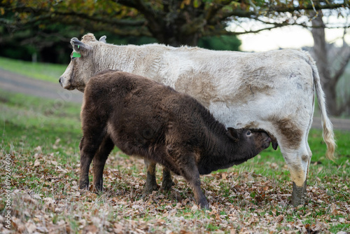 Beef cows and calves grazing on grass on a beef cattle farm in Australia. breeds include murray grey, angus and wagyu. sustainable agriculture practice storing carbon in australia