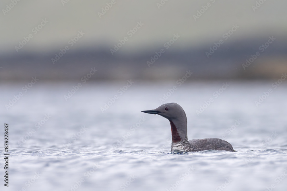 Fototapeta premium Red-throated diver or loon (Gavia stellata) in summer plumage, Shetland Islands, Scotland