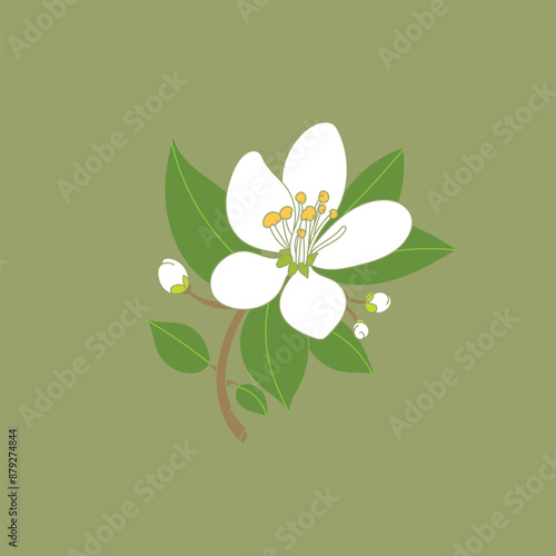 Neroli flower illustration with pistil and leaves.