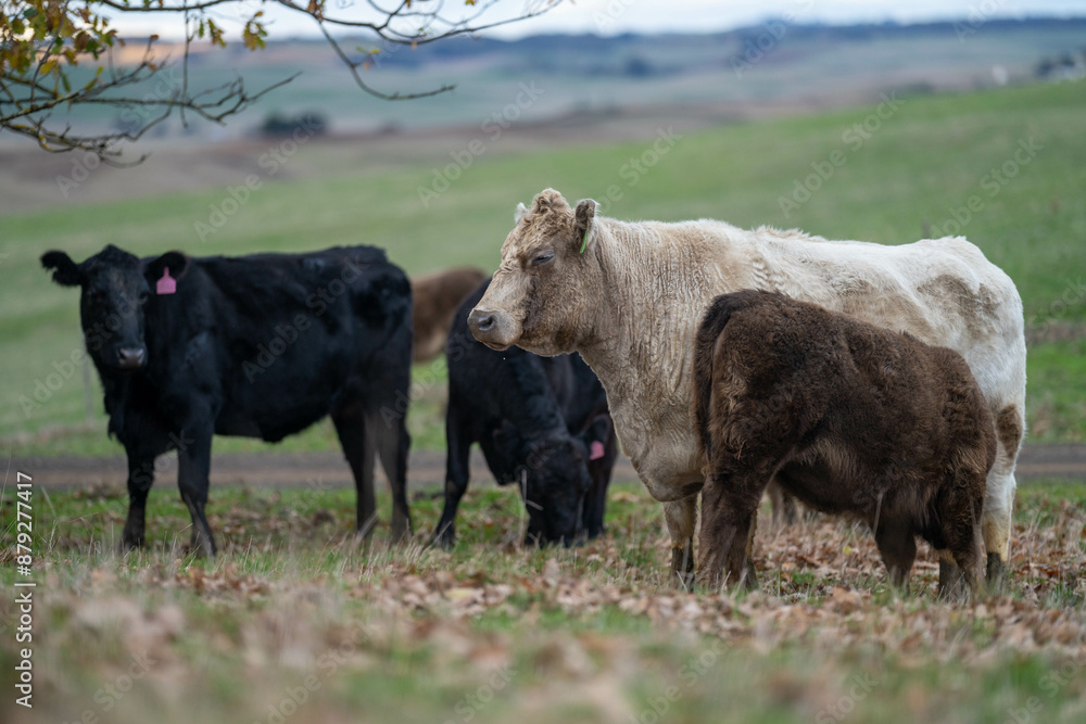 Stud Beef bulls and cows grazing on grass in a field, in Australia. breeds include speckle park, murray grey, angus, brangus and wagyu. beautiful farming landscape Stud Beef bulls and cows grazing on grass in a field, in Australia. breeds include speckle park, murray grey, angus, brangus and wagyu. beautiful farming landscape