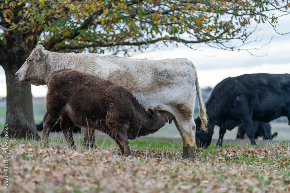 The Future of Livestock in Australian Agriculture: Sustainable Grazing, Technology, and Innovation for Environmental Resilience, cows grazing The Future of Livestock in Australian Agriculture: Sustainable Grazing, Technology, and Innovation for Environmental Resilience, cows grazing