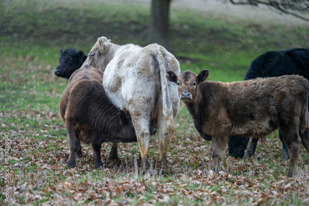 Cows in a field on a farm in spring on green field Cows in a field on a farm in spring on green field