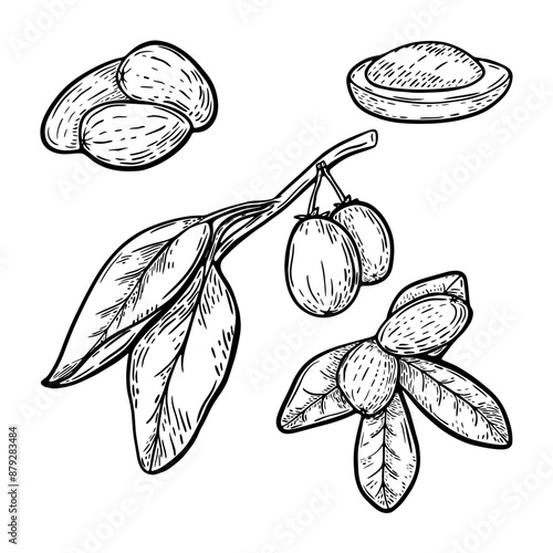 Shea nut branch and leaf set in line art style