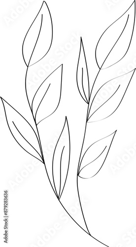 Botanical linear leaf isolated on transparent background. Vector hand drawn leaves. Floral branches. Design for logo, wall art, tattoo, branding and packaging. Vector EPS 10