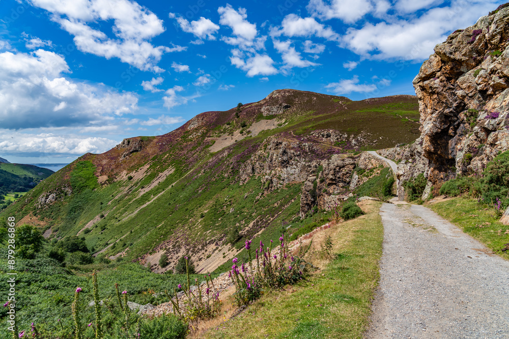 Obraz premium Heather in full bloom on Conwy Mountain North Wales