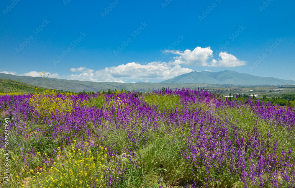 Naklejka premium mountain meadow with purple sage flowers and Mount Ara in Agarak village (Aragatsotn province, Armenia)