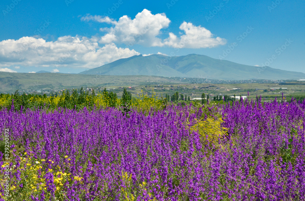 Fototapeta premium mountain meadow with purple sage flowers and Mount Ara in Agarak village (Aragatsotn province, Armenia) 