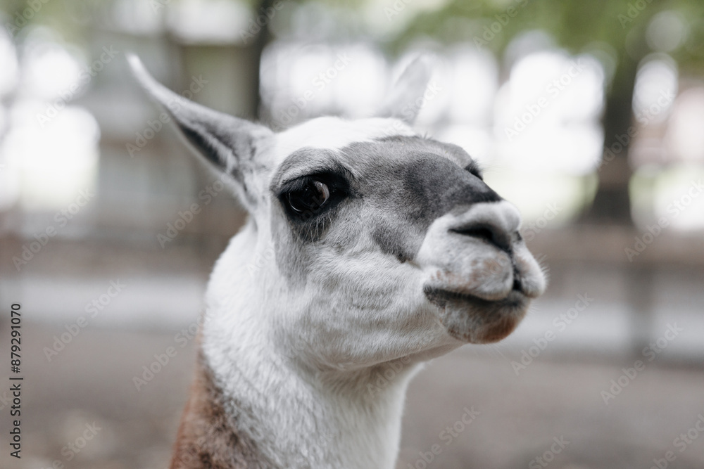Obraz premium A group of colorful Huacaya alpacas breeds llamas on the green grass.