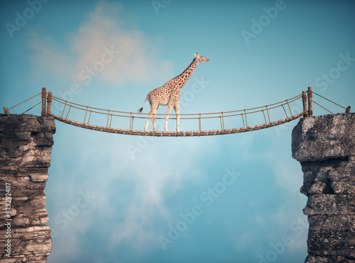 The giraffe crossing a brid...