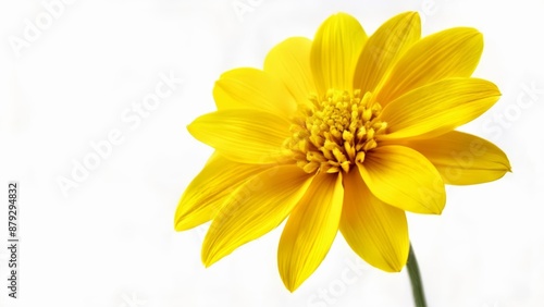  Bright and cheerful yellow flower