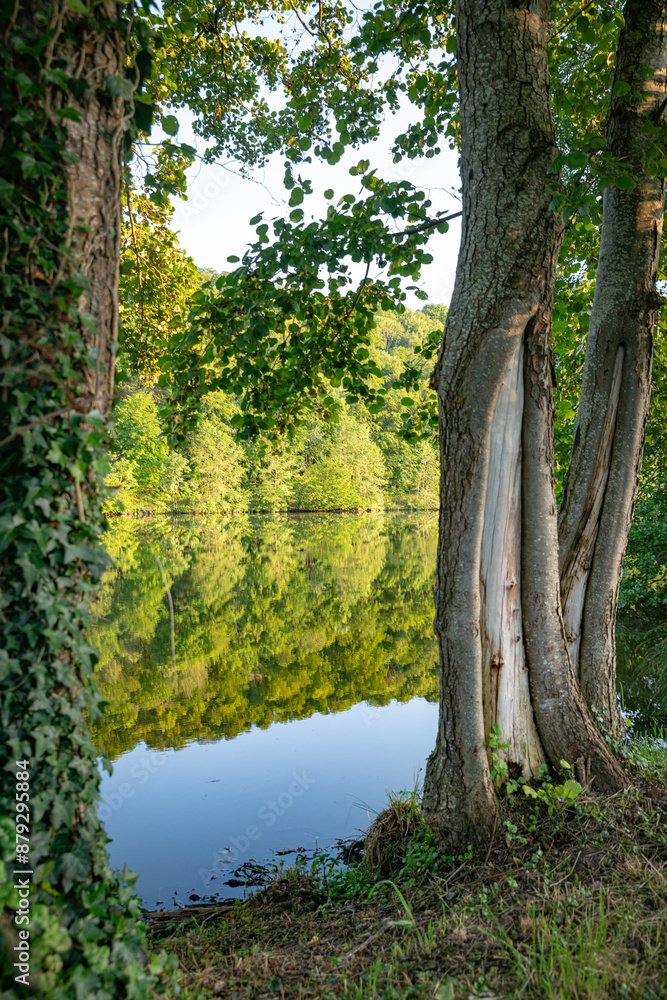 the river moselle during the golden hour with reflection the river moselle during the golden hour with reflection