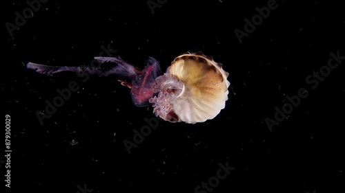 Female Paper Nautilus (Argonauta sp.) holding onto a small pink Jellyfish in open water, Blackwater.  Anilao, Philippines  1 of 2, 60fps photo