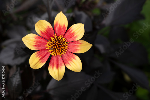 Dahlia 'Moonfire' or 'Dunshine' flower with orange-yellow flower heads and very dark, almost black leaves in a garden. Selective focus #879300202