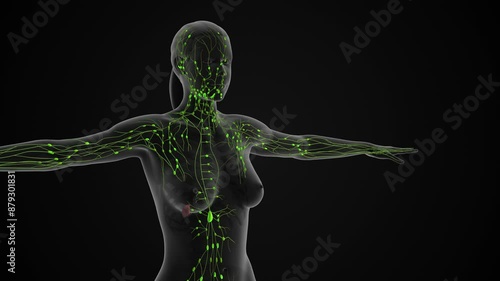 The lymphatic system medical animation