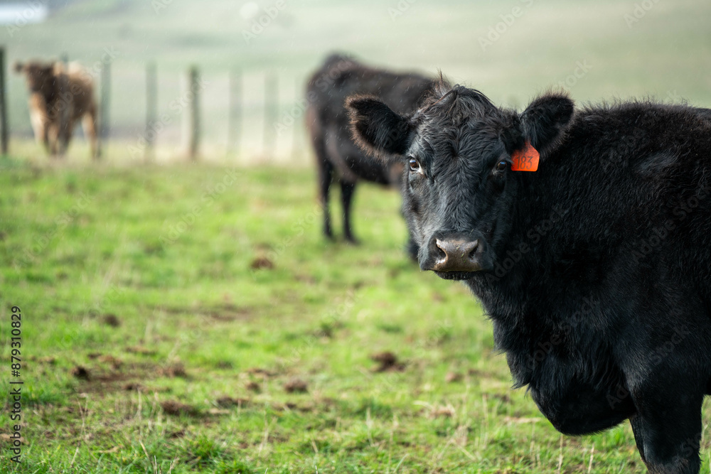 Australian wagyu cows grazing in a field on pasture. close up of a black angus cow eating grass in a paddock in springtime in australia and new zealand Australian wagyu cows grazing in a field on pasture. close up of a black angus cow eating grass in a paddock in springtime in australia and new zealand